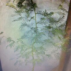 こんにちはデアネイですの画像