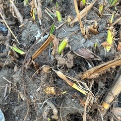 カンナの地下茎の画像