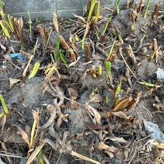 カンナの地下茎の画像