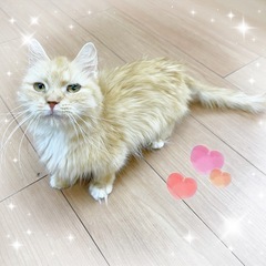 【里親募集】♡短足ミヌエット　レッドタビー＆ホワイトの女の…