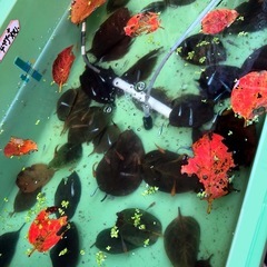 メダカに《100枚 》α10柿の葉抗菌効果葉🍂かくれ家.安眠葉🍃の画像