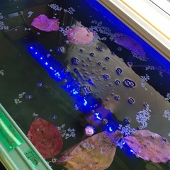 メダカに《100枚 》α10柿の葉抗菌効果葉🍂かくれ家.安眠葉🍃の画像