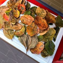 メダカに《100枚 》α10柿の葉抗菌効果葉🍂かくれ家.安眠葉🍃の画像