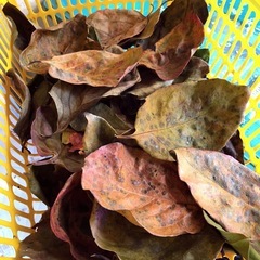 メダカに《100枚 》α10柿の葉抗菌効果葉🍂かくれ家.安眠葉🍃の画像