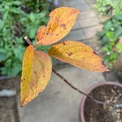 ノリウツギ　2鉢　の画像