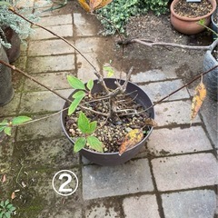 ノリウツギ　2鉢　の画像