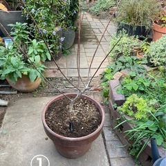 ノリウツギ　2鉢　の画像