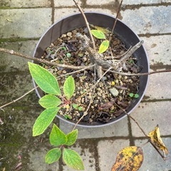 ノリウツギ　2鉢　の画像