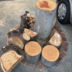 ケヤキの切株の画像