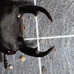 【商談中】ヤエヤマコクワガタ　幼虫（おまけ付）の画像