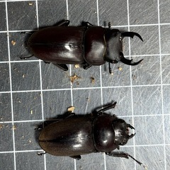 【商談中】ヤエヤマコクワガタ　幼虫（おまけ付）の画像