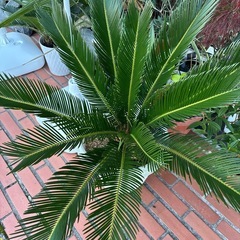蘇鉄 ソテツ 大きめ ドライガーデン 苗の画像