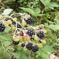 ブラックベリーの苗木  その4