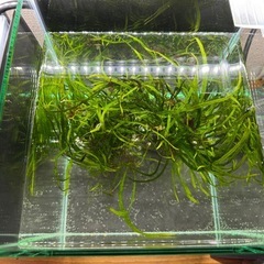 アクアリウム 水草 ミクロソリウム 本ナローの画像