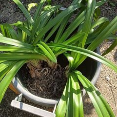 「お話し中」植物　花　アガパンサスの根株の画像