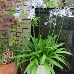 「お話し中」植物　花　アガパンサスの根株の画像