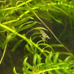 メダカ（鬼ラメ）2025年生まれ 幼魚5匹性別不明
　の画像