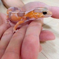 ニシアフ、ホワイトアウトアメラニスティック販売