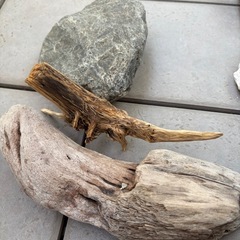 水槽（小）&流木、さんごサンゴの画像