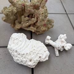 水槽（小）&流木、さんごサンゴの画像