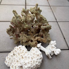 水槽（小）&流木、さんごサンゴの画像