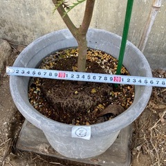 売約済［014］特価！値下げ 大株 グレビレア プーリンダピーター オージープランツの画像