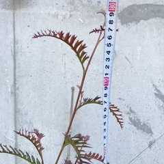 売約済［014］特価！値下げ 大株 グレビレア プーリンダピーター オージープランツの画像