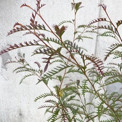 売約済［014］特価！値下げ 大株 グレビレア プーリンダピーター オージープランツの画像