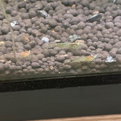 ミナミヌマエビ5匹の画像