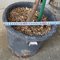 ［015］特価！値下げ 特大 グレビレア プーリンダピーター オージープランツ　の画像