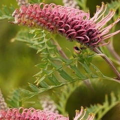 ［015］特価！値下げ 特大 グレビレア プーリンダピーター オージープランツ　の画像