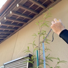 ［015］特価！値下げ 特大 グレビレア プーリンダピーター オージープランツ　の画像