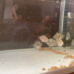 パロット 熱帯魚 の画像