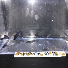 メダカの画像