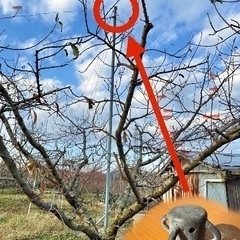 桃の支柱づくりの画像