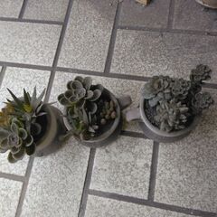 多肉のフェイク飾りの画像