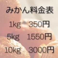 唐津の山奥で育ったみかん🍊の画像