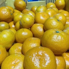 唐津の山奥で育ったみかん🍊の画像