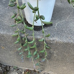 多肉・アーモンドネックレスの画像