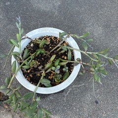 多肉・アーモンドネックレスの画像