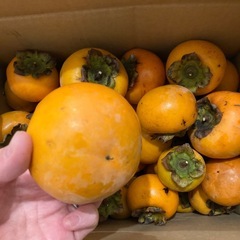 富有柿　不揃い　傷などあり　8キロの画像