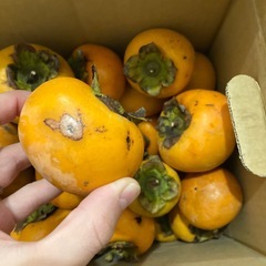 富有柿　不揃い　傷などあり　8キロの画像