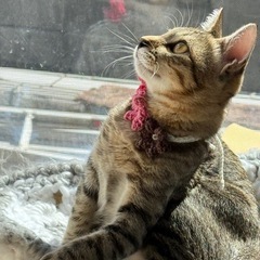 なみ(仮)🩷麦わらねこ　しなやかな毛でなでなで大好き