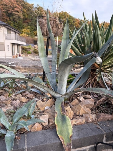アガベ アメリカーナ Ｎｏ．6