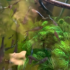 募集一時停止中　
グッピーの画像