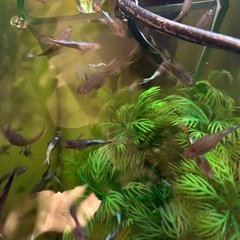 募集一時停止中　
グッピーの画像