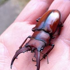 【離島美麗ノコ 鑑賞用に】オキノエラブノコギリクワガタ ♂単品販売 2025の画像