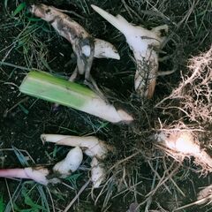 カンナ シュトゥットガルト 4芽ぐらいの画像