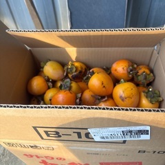 無農薬、自然栽培、渋柿 の画像