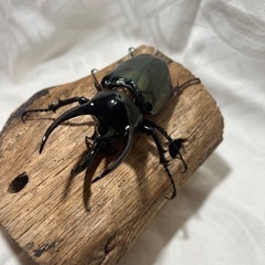 ミンダナオアトラス　♂91ミリ単品の画像